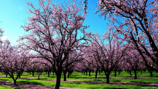 Field trees pink flowers blue - impressionist free wallpaper