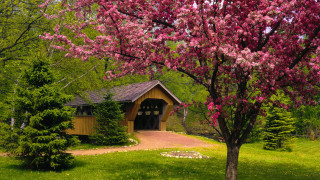 Wooden house blooming trees path - a small tree free wallpaper