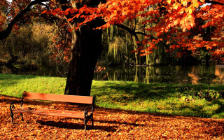 Bench tree lake autumn leaves - a picture free wallpaper