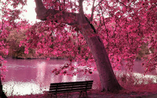 Bench tree lake pink flowers - impressionist free wallpaper