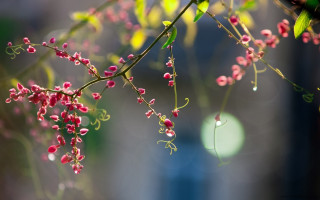 Pink branch green leaves bokeh - a blue light free wallpaper