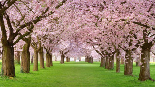 Large field trees green grass - the middle of the field free wallpaper