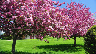 Tree purple flowers grassy field - a grassy field free wallpaper