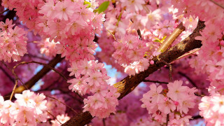 Pink flower tree sunlight blue - chang daichien free wallpaper