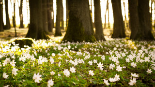 White flowers forest trees grass - sunlight free wallpaper
