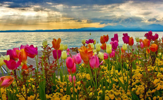 Flowers water cloudy sky background - beautiful scenery free wallpaper for desktop