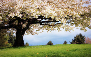 Large tree white flowers field - chang daichien free wallpaper