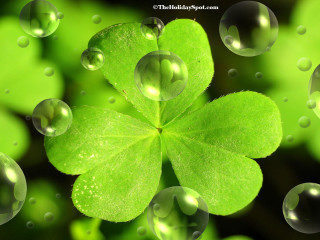 Four leaf clover water droplets - claire dalby free wallpaper for desktop