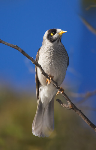 Bird perched branch blue sky - incoherent free wallpaper