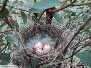 Nest three eggs tree branch - a few green leaf free wallpaper