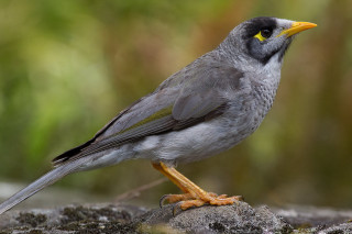 Bird yellow beak rock woods - grass free wallpaper