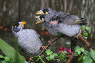 Two birds sitting branch beaks - elizabeth durack free wallpaper