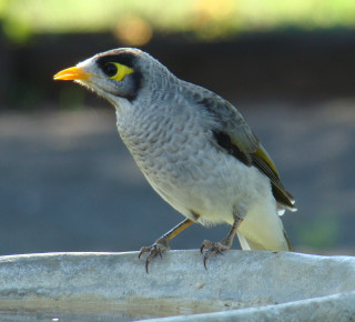 Bird perched concrete bowl park - a macro photograph free wallpaper