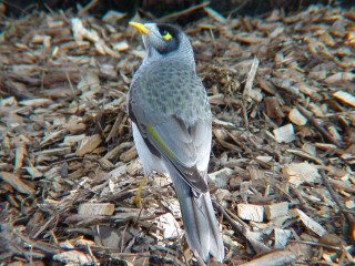 Bird standing ground dirt grass - private press free wallpaper