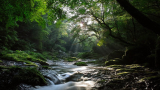 Stream lush forest trees sunlight - sunlight free wallpaper