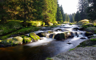 Stream forest rocks trees sunny - a stream free wallpaper