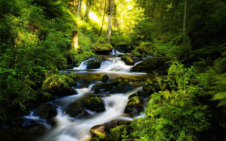 Lush stream forest trees rocks 2 - a stream free wallpaper