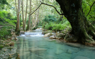 Stream lush green forest trees 9 - a stream free wallpaper