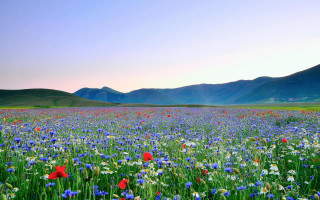 Spring flower field mountains sunset - beautiful landscape free wallpaper