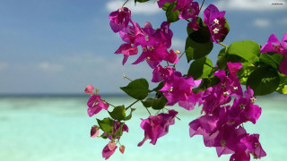 Purple flowers tree branch water - a blue sky in the background free wallpaper for desktop