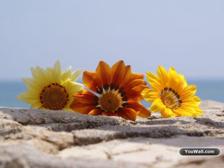 Sunflowers beach sand dune ocean - near free wallpaper for desktop