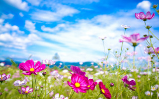 Purple flowers blue sky clouds 2 - a blue sky in the background free wallpaper for desktop