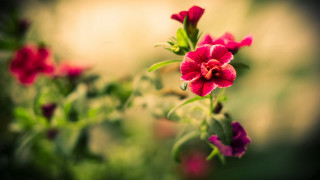Camellia hibiscus rose bokeh macro - a blurry background of flowers free wallpaper
