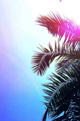Palm tree sunshine leaves blue - the sun free wallpaper