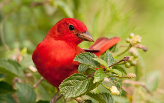 Red bird branch flowers leaves - a red bird free wallpaper