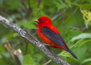 Red black bird forest branch - a tree branch in a forest area free wallpaper
