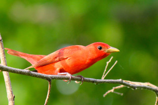 Red bird perched branch green 3 - a red bird free wallpaper