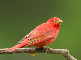 Red bird branch green background - a branch free wallpaper