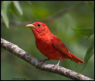 Red bird perched branch leaves - a branch of a tree free wallpaper