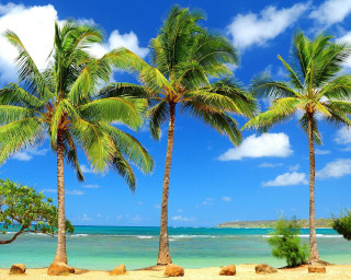 Beach palm trees blue sky 13 - a few rock free wallpaper for desktop