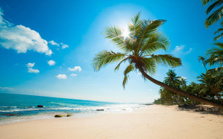 Palm tree beach sun clouds 3 - the cloud above free wallpaper