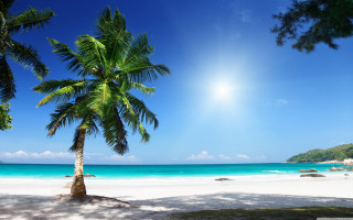 Palm tree beach sun clouds 5 - the sun free wallpaper for desktop