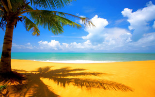 Palm tree shadow beach blue 5 - a shadow free wallpaper