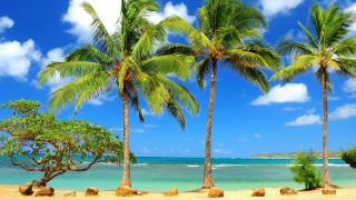 Beach palm trees blue sky 15 - the beach free wallpaper for desktop