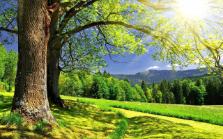Tree field mountain sunlight foreground - nature free wallpaper