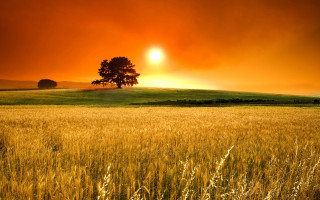 Field grass tree sunset red - a tree in the distance free wallpaper