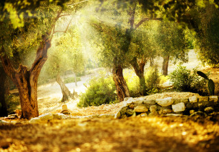 Park trees rocks path stone - radiant free wallpaper
