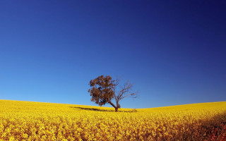 Lone tree yellow flowers blue 2 - a lone tree in a field free wallpaper