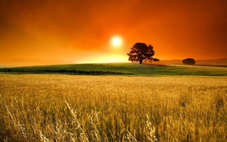 Field tree sunset red sky 2 - a red sky free wallpaper