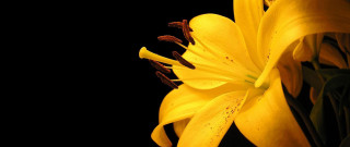 Yellow flower closeup black background 2 - naturalism free wallpaper