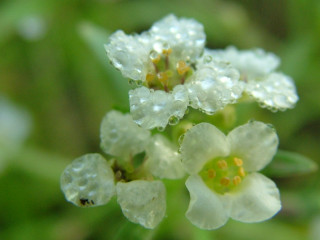 Close up flower water droplets 8 - petal free wallpaper