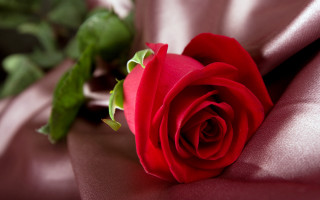 Red rose pink satin blurry - a single red rose free wallpaper