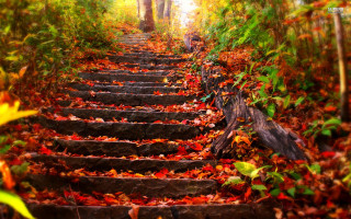 Steps woods fall colors leaves - leaf and trees free wallpaper