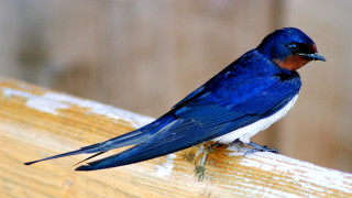 Blue bird wooden bench snow - outside free wallpaper