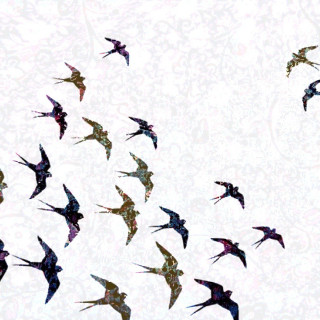 Flock of birds flying sky - bird free wallpaper