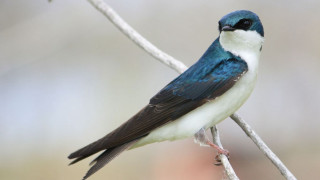 Small blue white bird perched - bird free wallpaper